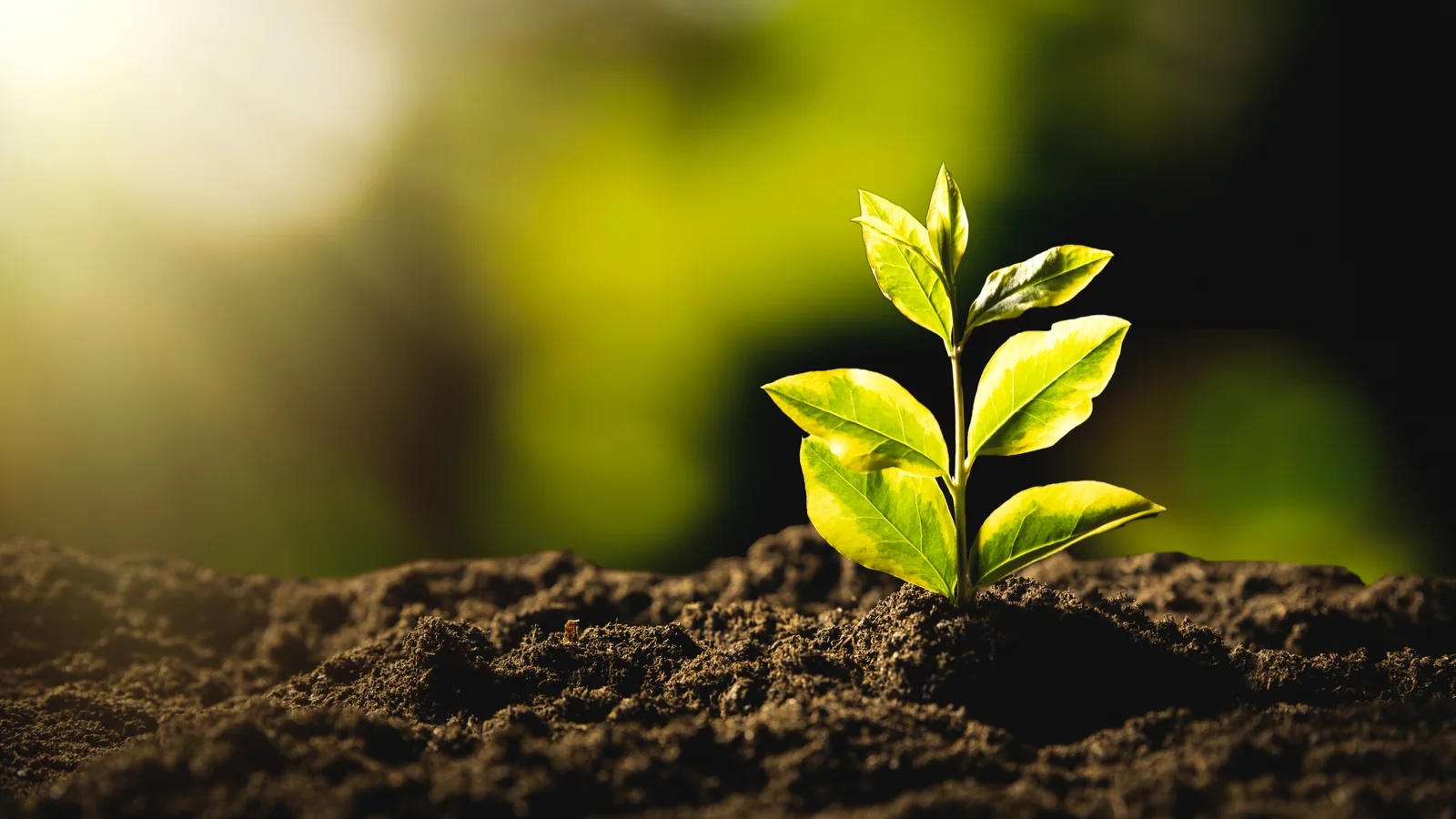 A young plant emerging from soil in natural light, representing renewable resources